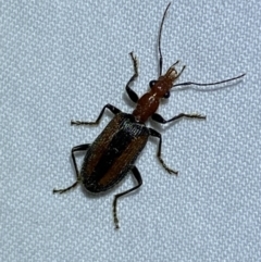 Drypta australis (A Carab beetle) at Jerrabomberra, NSW - 2 Oct 2023 by Steve_Bok