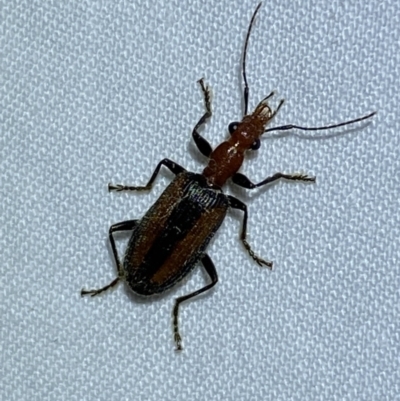 Drypta australis (A Carab beetle) at QPRC LGA - 2 Oct 2023 by Steve_Bok