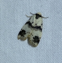 Thallarcha sparsana (Fair Footman) at Jerrabomberra, NSW - 2 Oct 2023 by SteveBorkowskis