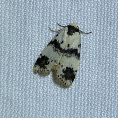 Thallarcha sparsana (Fair Footman) at Jerrabomberra, NSW - 2 Oct 2023 by Steve_Bok