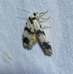 Thallarcha sparsana at Jerrabomberra, NSW - 2 Oct 2023