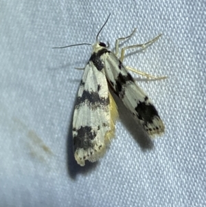 Thallarcha sparsana at Jerrabomberra, NSW - 2 Oct 2023