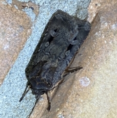 Agrotis infusa (Bogong Moth, Common Cutworm) at Jerrabomberra, NSW - 2 Oct 2023 by Steve_Bok