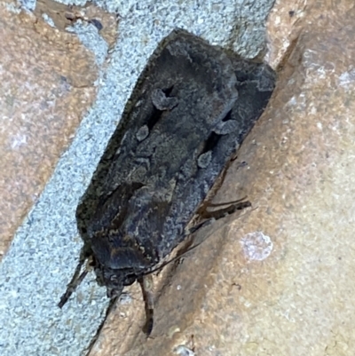 Agrotis infusa (Bogong Moth, Common Cutworm) at QPRC LGA - 2 Oct 2023 by Steve_Bok