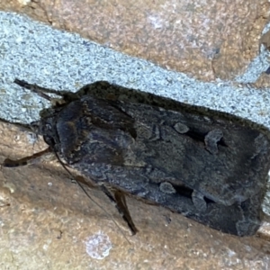 Agrotis infusa at Jerrabomberra, NSW - 2 Oct 2023