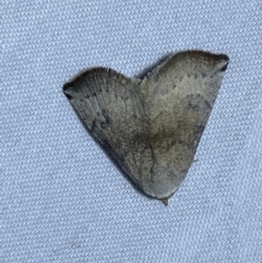 Mataeomera mesotaenia (Large Scale Moth) at QPRC LGA - 2 Oct 2023 by Steve_Bok