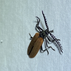 Porrostoma rhipidium at Jerrabomberra, NSW - 2 Oct 2023