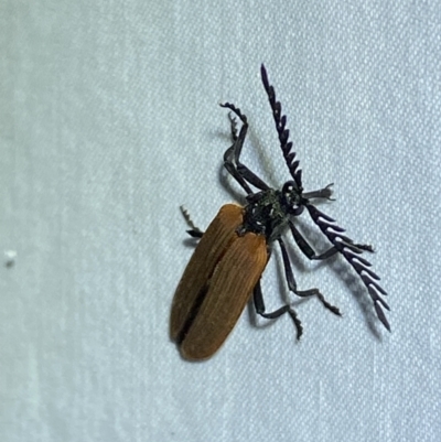 Porrostoma rhipidium (Long-nosed Lycid (Net-winged) beetle) at Jerrabomberra, NSW - 2 Oct 2023 by SteveBorkowskis