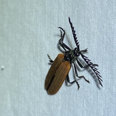 Porrostoma rhipidium (Long-nosed Lycid (Net-winged) beetle) at Jerrabomberra, NSW - 2 Oct 2023 by Steve_Bok
