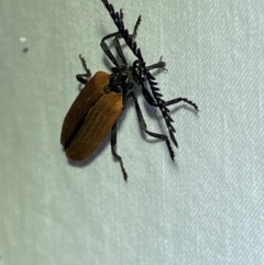 Porrostoma rhipidium at Jerrabomberra, NSW - 2 Oct 2023 11:05 PM