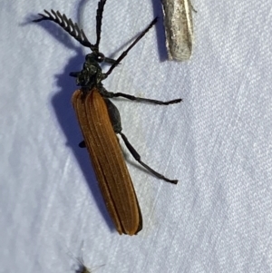 Porrostoma rhipidium at Jerrabomberra, NSW - 2 Oct 2023