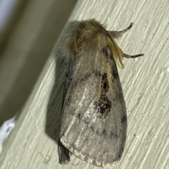Leptocneria reducta (White Cedar Moth) at Jerrabomberra, NSW - 2 Oct 2023 by SteveBorkowskis