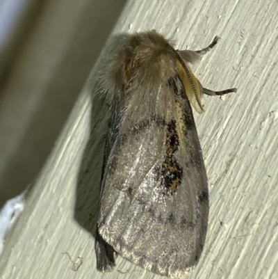 Leptocneria reducta (White cedar moth) at QPRC LGA - 2 Oct 2023 by Steve_Bok