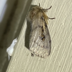 Leptocneria reducta at Jerrabomberra, NSW - 2 Oct 2023