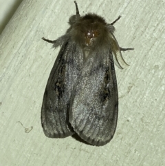 Leptocneria reducta at Jerrabomberra, NSW - 2 Oct 2023