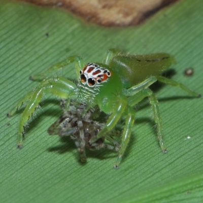 Unidentified Jumping or peacock spider (Salticidae) at Capalaba, QLD - 21 Sep 2023 by TimL