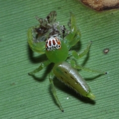 Mopsus mormon at Capalaba, QLD - 21 Sep 2023 12:14 PM