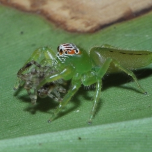 Mopsus mormon at Capalaba, QLD - 21 Sep 2023 12:14 PM