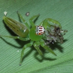 Mopsus mormon at Capalaba, QLD - 21 Sep 2023 12:14 PM