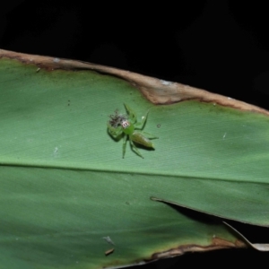 Mopsus mormon at Capalaba, QLD - 21 Sep 2023 12:14 PM