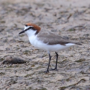 Anarhynchus ruficapillus at Wellington Point, QLD - 23 Sep 2023