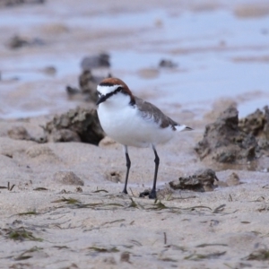 Anarhynchus ruficapillus at Wellington Point, QLD - 23 Sep 2023 11:07 AM
