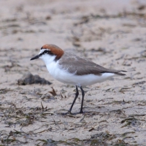 Anarhynchus ruficapillus at Wellington Point, QLD - 23 Sep 2023 11:07 AM