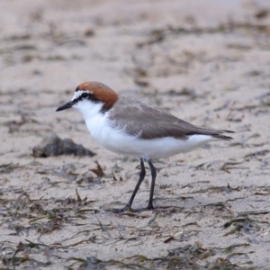 Anarhynchus ruficapillus at Wellington Point, QLD - 23 Sep 2023