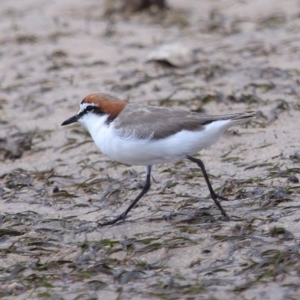 Anarhynchus ruficapillus at Wellington Point, QLD - 23 Sep 2023 11:07 AM