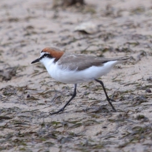 Anarhynchus ruficapillus at Wellington Point, QLD - 23 Sep 2023