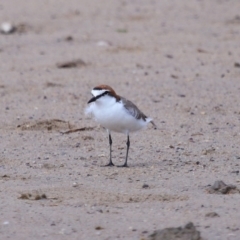 Anarhynchus ruficapillus at Wellington Point, QLD - 23 Sep 2023