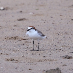Anarhynchus ruficapillus at Wellington Point, QLD - 23 Sep 2023 11:07 AM