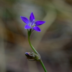 Wahlenbergia sp. (Bluebell) at Higgins Woodland - 2 Oct 2023 by Trevor