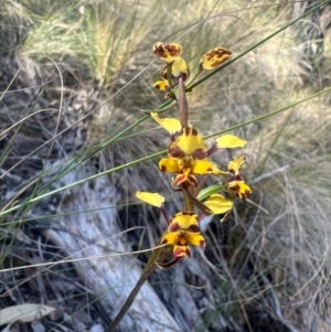 Diuris pardina at Cotter River, ACT - suppressed