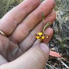 Diuris pardina at Cotter River, ACT - suppressed