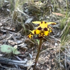 Diuris pardina at Cotter River, ACT - suppressed