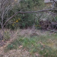 Cytisus scoparius subsp. scoparius (Scotch Broom, Broom, English Broom) at Florey, ACT - 3 Oct 2023 by rbannister