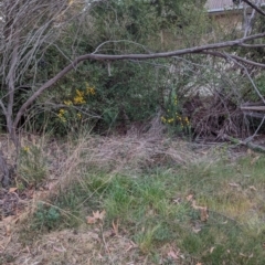 Cytisus scoparius subsp. scoparius (Scotch Broom, Broom, English Broom) at Florey, ACT - 2 Oct 2023 by rbannister