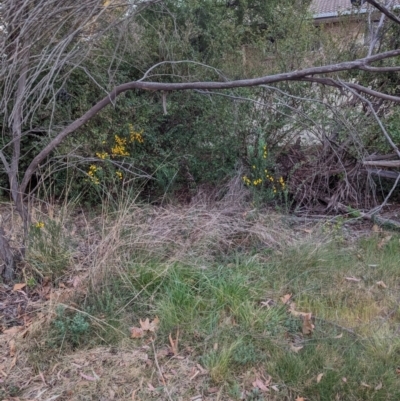 Cytisus scoparius subsp. scoparius (Scotch Broom, Broom, English Broom) at Florey, ACT - 3 Oct 2023 by rbannister