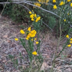 Cytisus scoparius subsp. scoparius at Florey, ACT - 3 Oct 2023 06:59 AM