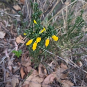 Cytisus scoparius subsp. scoparius at Florey, ACT - 3 Oct 2023 06:59 AM