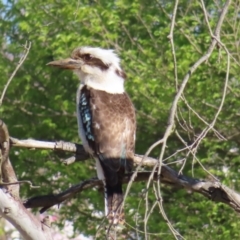 Dacelo novaeguineae (Laughing Kookaburra) at QPRC LGA - 1 Oct 2023 by MatthewFrawley