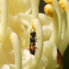 Hylaeus (Prosopisteron) littleri (Hylaeine colletid bee) at Wingecarribee Local Government Area - 2 Oct 2023 by Curiosity
