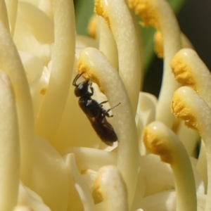 Hylaeus (Prosopisteron) littleri at Braemar, NSW - 2 Oct 2023