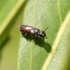 Hylaeus (Prosopisteron) littleri at Braemar, NSW - 2 Oct 2023 01:24 PM