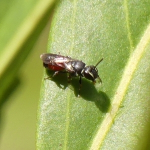 Hylaeus (Prosopisteron) littleri at Braemar, NSW - 2 Oct 2023 01:24 PM