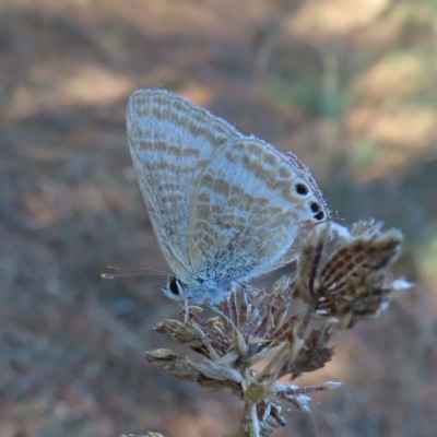 Lampides boeticus (Long-tailed Pea-blue) at QPRC LGA - 1 Oct 2023 by MatthewFrawley