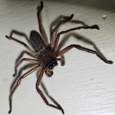 Delena cancerides (Social huntsman spider) at QPRC LGA - 2 Oct 2023 by MatthewFrawley