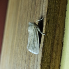 Bathytricha aethalion (Forest Maned Moth) at QPRC LGA - 2 Oct 2023 by MatthewFrawley