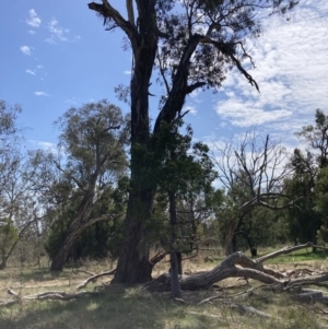 Eucalyptus melliodora at Mount Majura - 2 Oct 2023